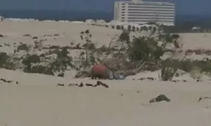 Khiêu dâm video của một đứa trẻ đã phải trả số nợ của người đàn ông với cơ thể của mình với ba người Da đen. Loại cạo tập thể đổ, trẻ, làm tình bằng miệng gái tóc phim sex nhat ban moi đỏ trong lỗ.